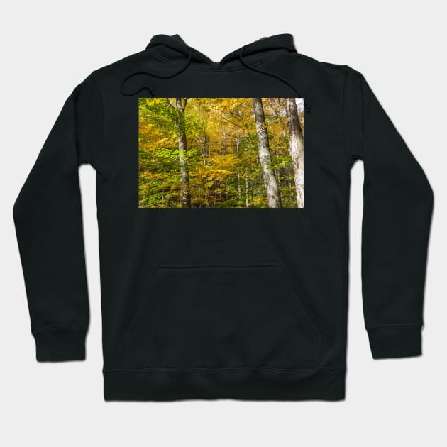 Golden and green hues of birch forest in a New England fall Hoodie by brians101